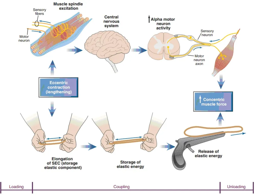 Zdroj: www.alexanderfitness.wordpress.com/2015/07/06/nasm-chapter-11-plyometric-reactive-training-concepts/